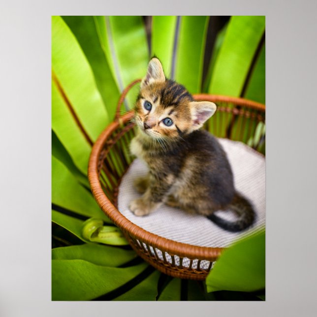 Cutest Baby Animals | Kitten in Basket Poster (Front)