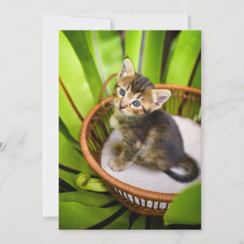 Cutest Baby Animals  Kitten in Basket Thank You Card