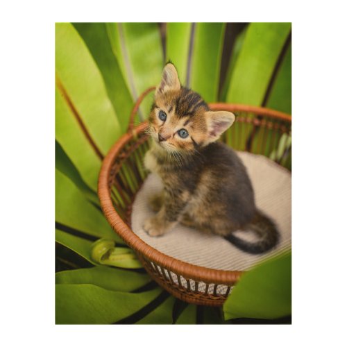 Cutest Baby Animals  Kitten in Basket Wood Wall Art