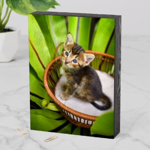 Cutest Baby Animals Kitten in Basket Wooden Box Sign
