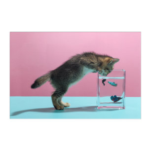 Cutest Baby Animals Kitten Looking at Fish Bowl Acrylic Print