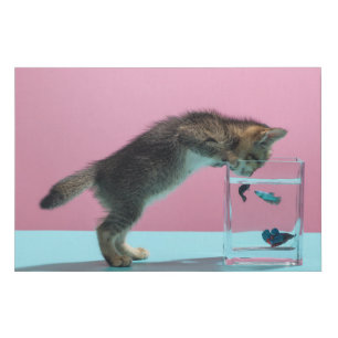 Cutest Baby Animals Kitten Looking at Fish Bowl Faux Canvas Print