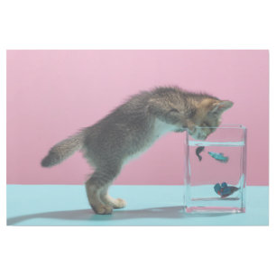 Cutest Baby Animals   Kitten Looking at Fish Bowl Gallery Wrap