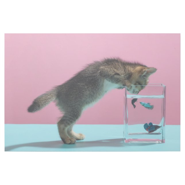 Cutest Baby Animals | Kitten Looking at Fish Bowl Gallery Wrap (Front)