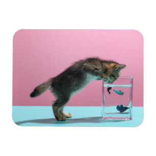 Cutest Baby Animals   Kitten Looking at Fish Bowl Magnet