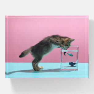 Cutest Baby Animals Kitten Looking at Fish Bowl Paperweight