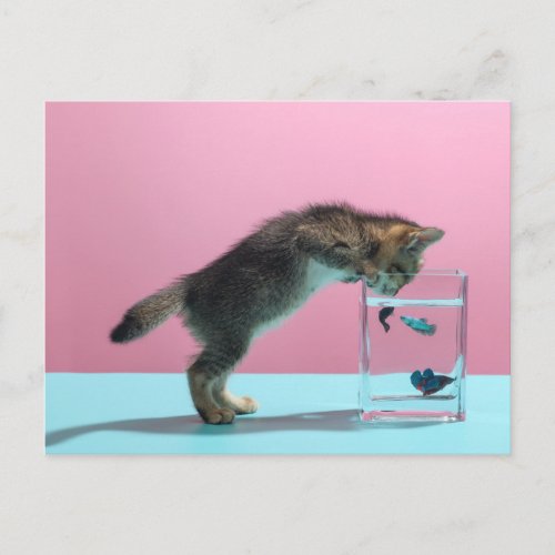 Cutest Baby Animals  Kitten Looking at Fish Bowl Postcard