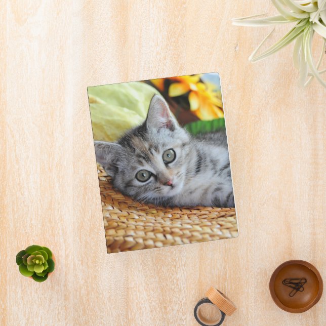 Cutest Baby Animals | Kitten Lounging Mini Binder (InSitu)