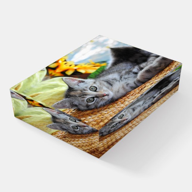 Cutest Baby Animals | Kitten Lounging Paperweight (Angled)