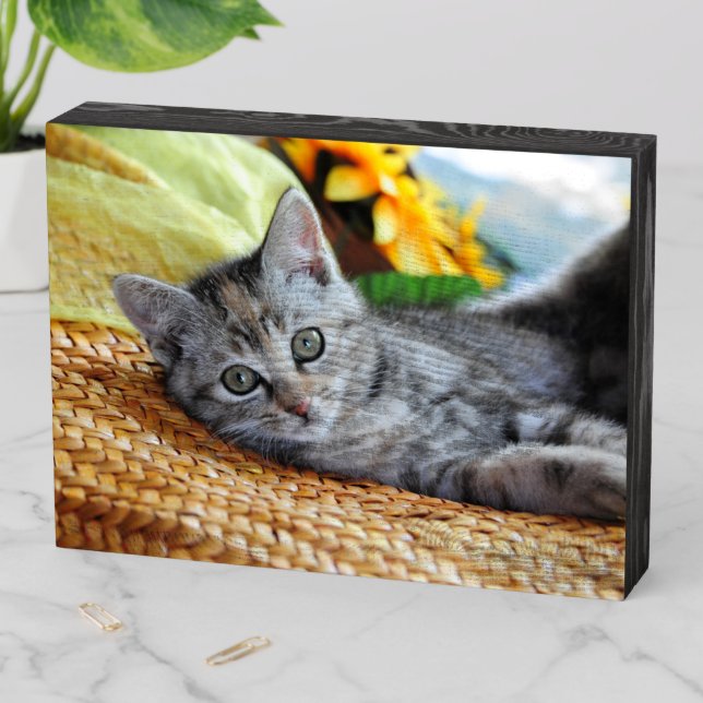 Cutest Baby Animals | Kitten Lounging Wooden Box Sign (In Situ Horizontal)
