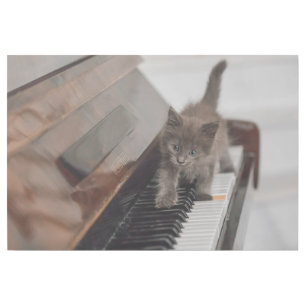 Cutest Baby Animals   Kitten on Piano Gallery Wrap