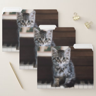 Cutest Baby Animals   Kitten on Piano Keys File Folder