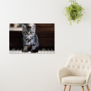 Cutest Baby Animals Kitten on Piano Keys Foam Board