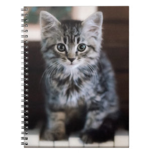 Cutest Baby Animals Kitten on Piano Keys Notebook