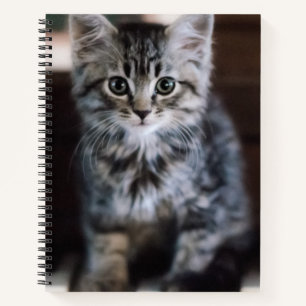Cutest Baby Animals Kitten on Piano Keys Notebook