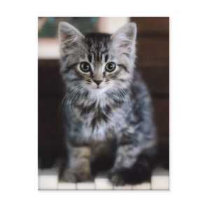 Cutest Baby Animals | Kitten on Piano Keys Postcard
