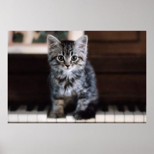 Cutest Baby Animals  Kitten on Piano Keys Poster