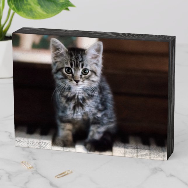 Cutest Baby Animals | Kitten on Piano Keys Wooden Box Sign (In Situ Horizontal)