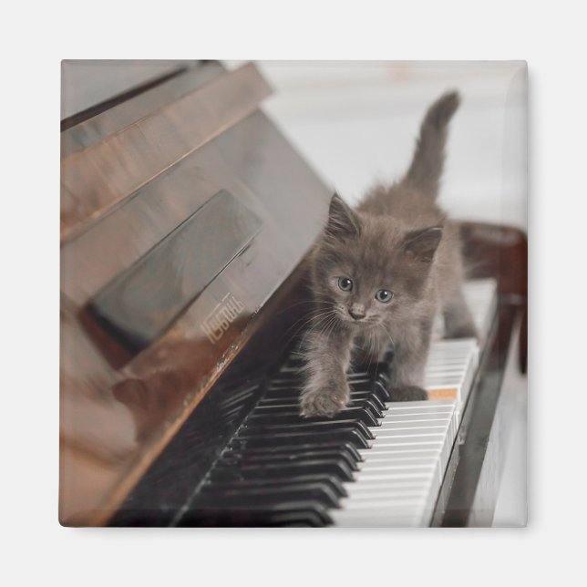 Cutest Baby Animals | Kitten on Piano Magnet (Front)