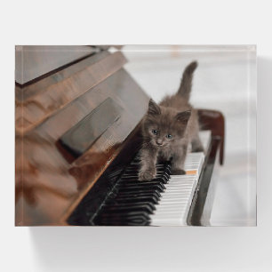 Cutest Baby Animals   Kitten on Piano Paperweight