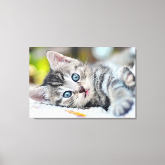 Cutest Baby Animals | Kitten With Blue Eyes Canvas Print (Front)