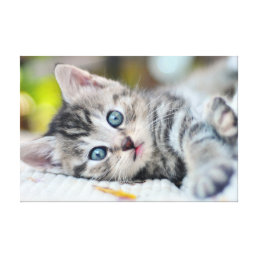 Cutest Baby Animals | Kitten With Blue Eyes Canvas Print