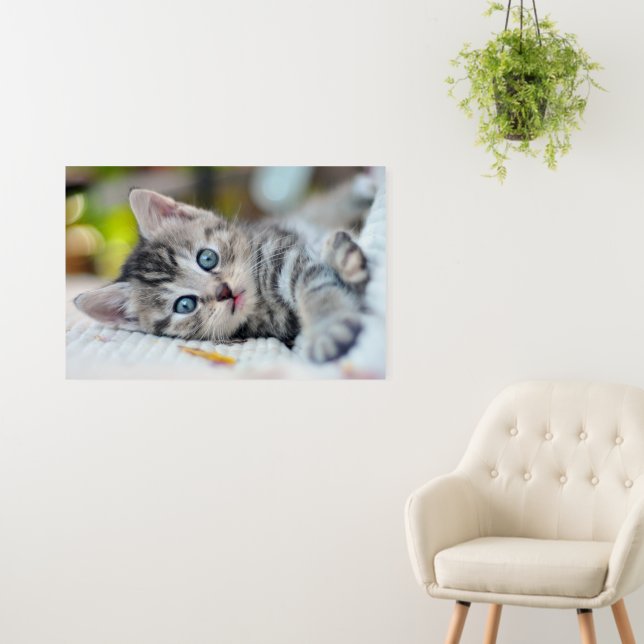 Cutest Baby Animals | Kitten With Blue Eyes Foam Board (In Situ (Wall))