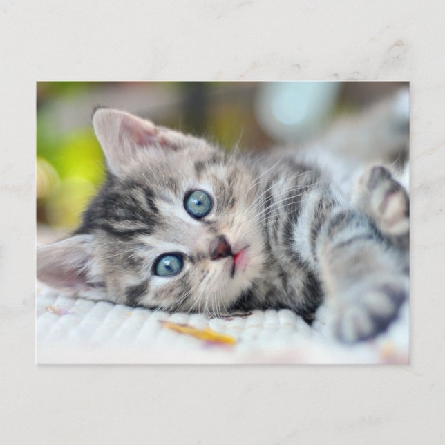 Cutest Baby Animals | Kitten With Blue Eyes Postcard (Front)