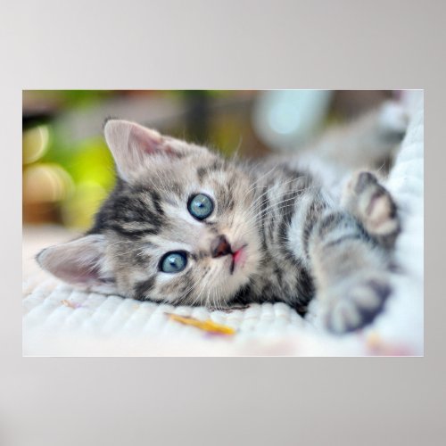 Cutest Baby Animals  Kitten With Blue Eyes Poster