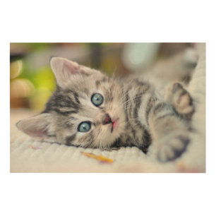 Cutest Baby Animals Kitten With Blue Eyes Wood Wall Art