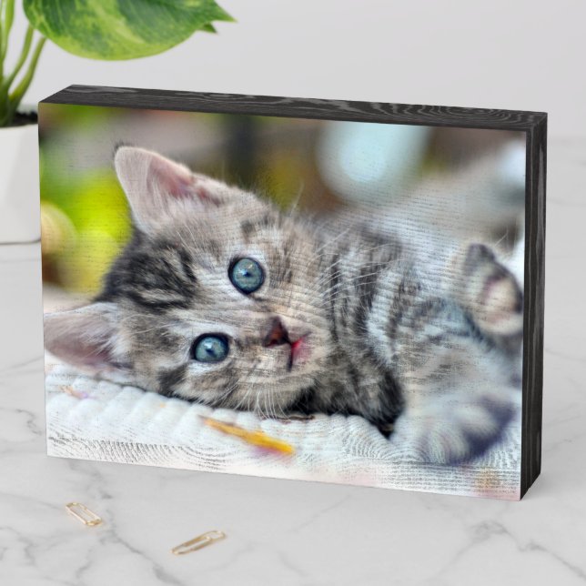 Cutest Baby Animals | Kitten With Blue Eyes Wooden Box Sign (In Situ Horizontal)