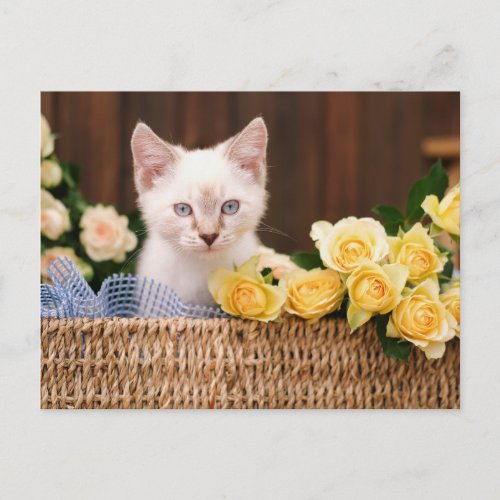 Cutest Baby Animals  Kitten  Yellow Roses Postcard