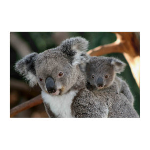 Personalized Koala Bear and Rainbow Poster