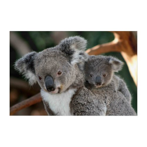 Cutest Baby Animals  Koala and Joey Acrylic Print