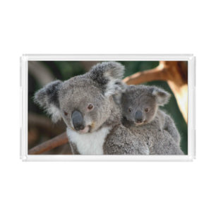 Cutest Baby Animals   Koala and Joey Acrylic Tray