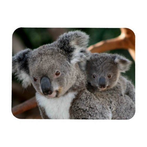 Cutest Baby Animals  Koala and Joey Magnet