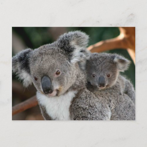 Cutest Baby Animals  Koala and Joey Postcard