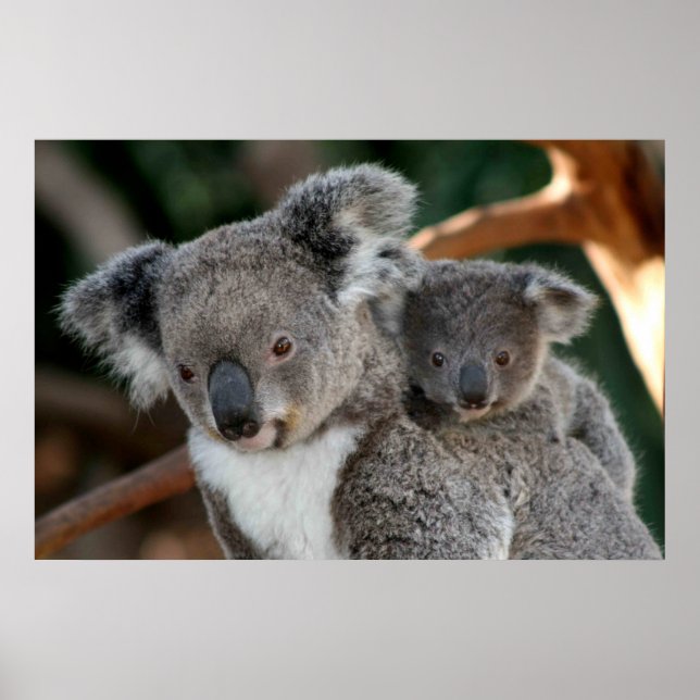 Cutest Baby Animals | Koala and Joey Poster (Front)