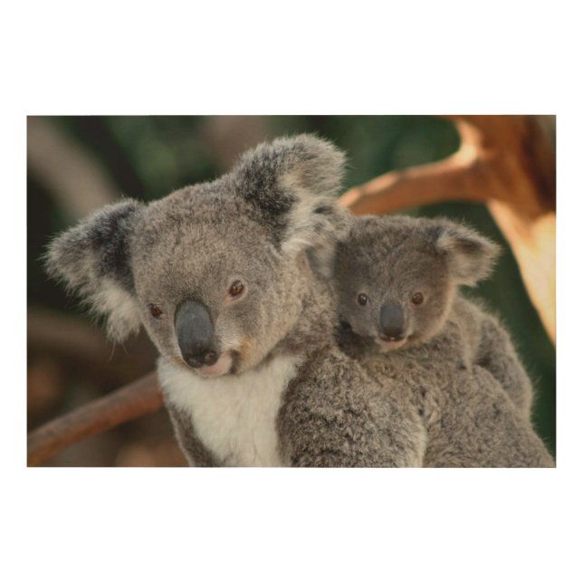 Cutest Baby Animals | Koala and Joey Wood Wall Art (Front)