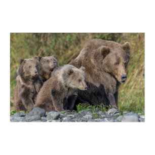 Cutest Baby Animals Kodiak Mama Bear & Cubs Acrylic Print