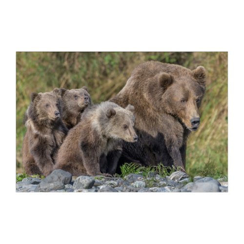 Cutest Baby Animals  Kodiak Mama Bear  Cubs Acrylic Print