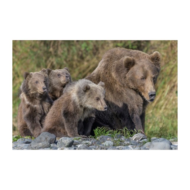 Cutest Baby Animals | Kodiak Mama Bear & Cubs Acrylic Print (Front)