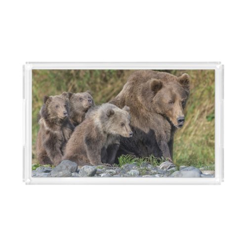 Cutest Baby Animals  Kodiak Mama Bear  Cubs Acrylic Tray