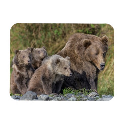 Cutest Baby Animals  Kodiak Mama Bear  Cubs Magnet