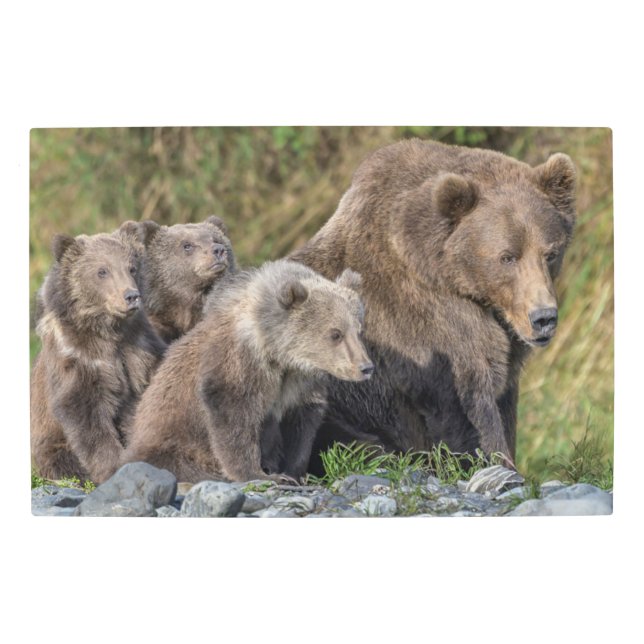Cutest Baby Animals | Kodiak Mama Bear & Cubs Metal Print (Front)