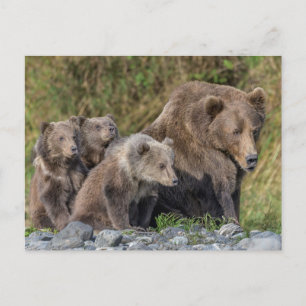 Cutest Baby Animals Kodiak Mama Bear & Cubs Postcard