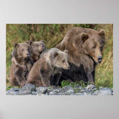 Cutest Baby Animals  Kodiak Mama Bear  Cubs Poster