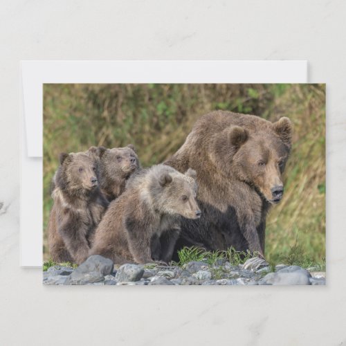 Cutest Baby Animals  Kodiak Mama Bear  Cubs Thank You Card