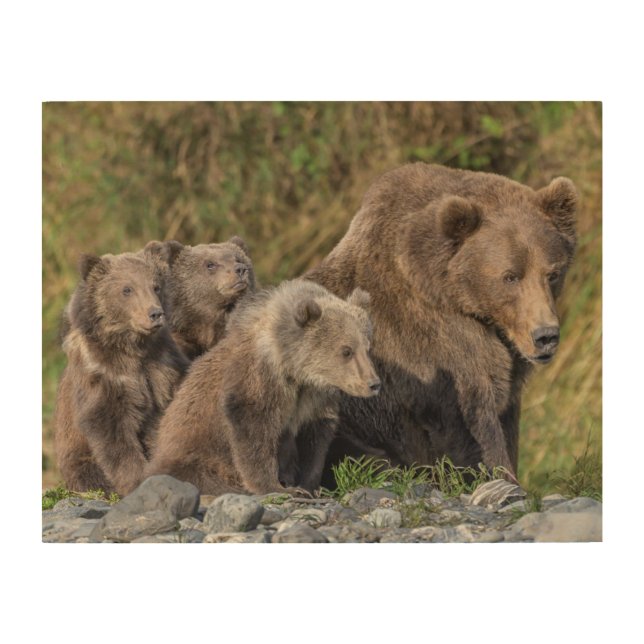 Cutest Baby Animals | Kodiak Mama Bear & Cubs Wood Wall Art (Front)