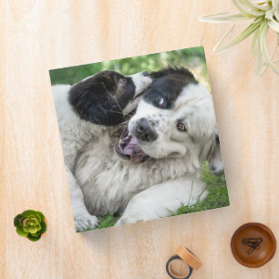 Cutest Baby Animals Landseer Puppy 3 Ring Binder